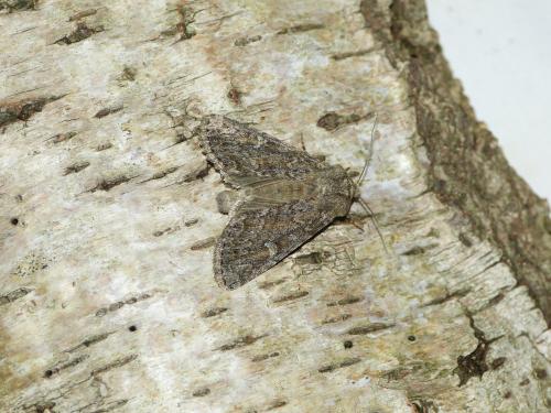 Apamea maillardi